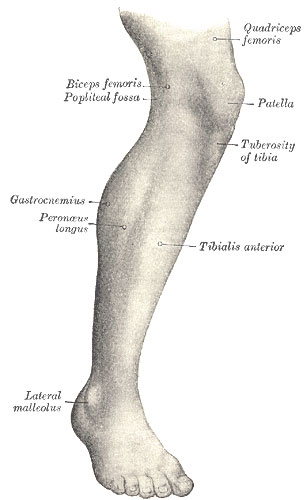 آناتومی عضلات ساق پا